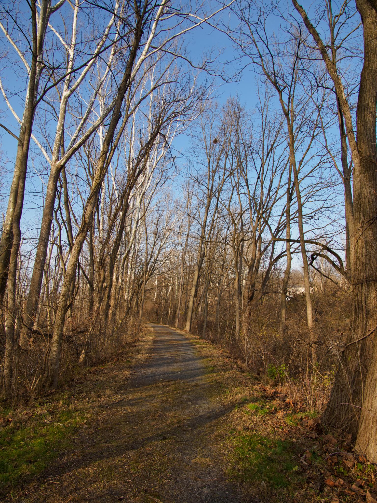 A dirt path through a forest of bare trees under a clear blue sky.