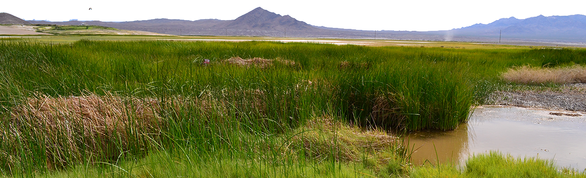 Vast marshland with tall green reeds, a muddy stream, and distant mountains under bright daylight.
