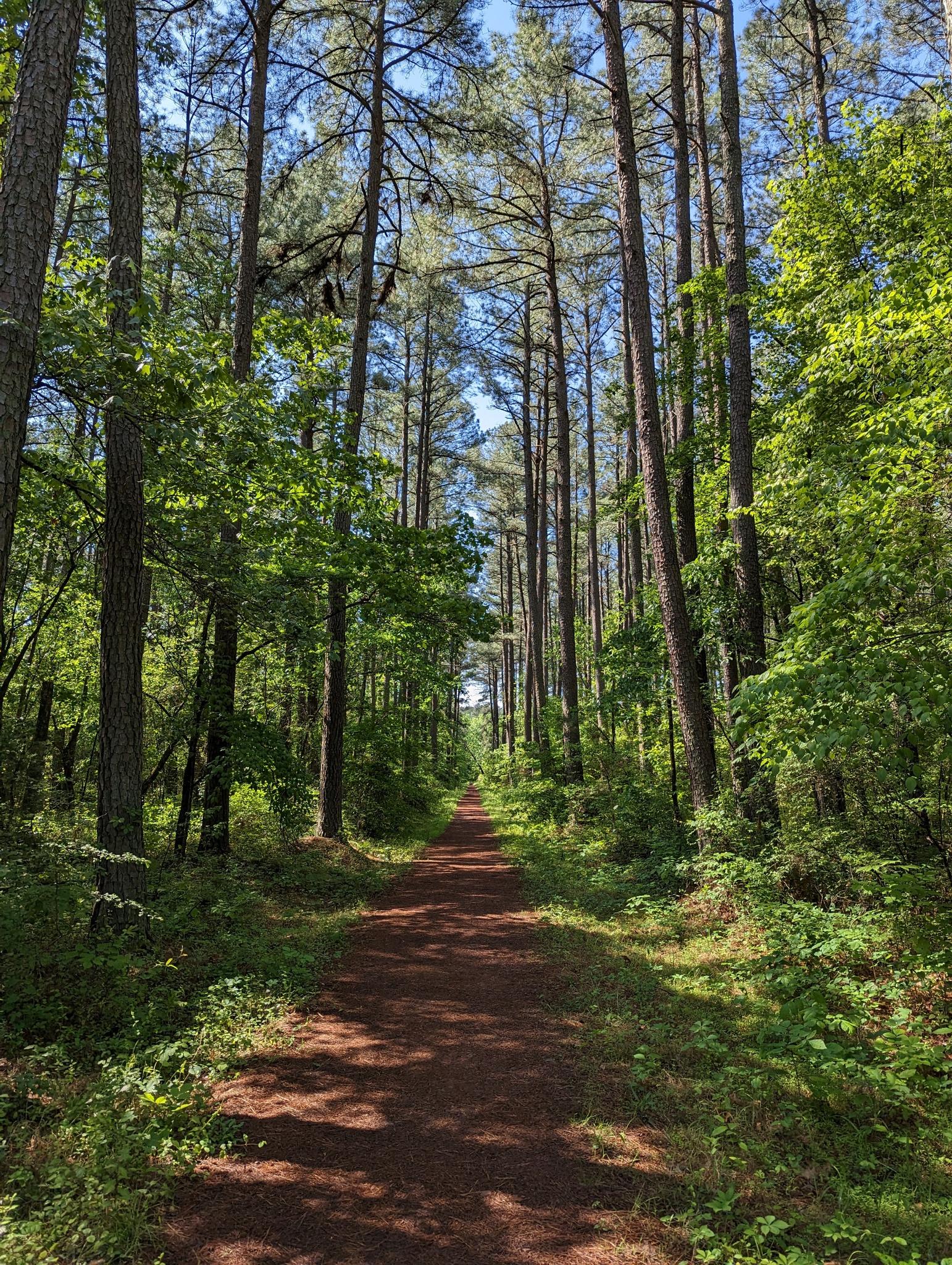 A narrow dirt trail leads through a dense, sun-dappled pine forest.