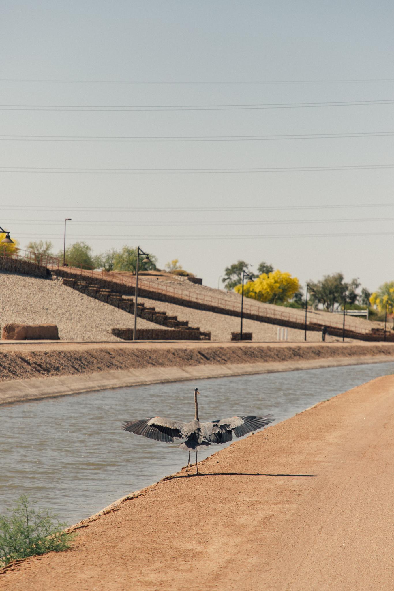 A heron spreads its wings on a dirt bank next to a canal.