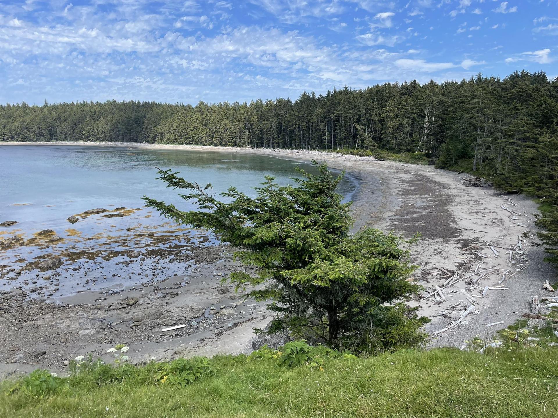 Scenic bay with a curved sandy beach and dense evergreen forest.