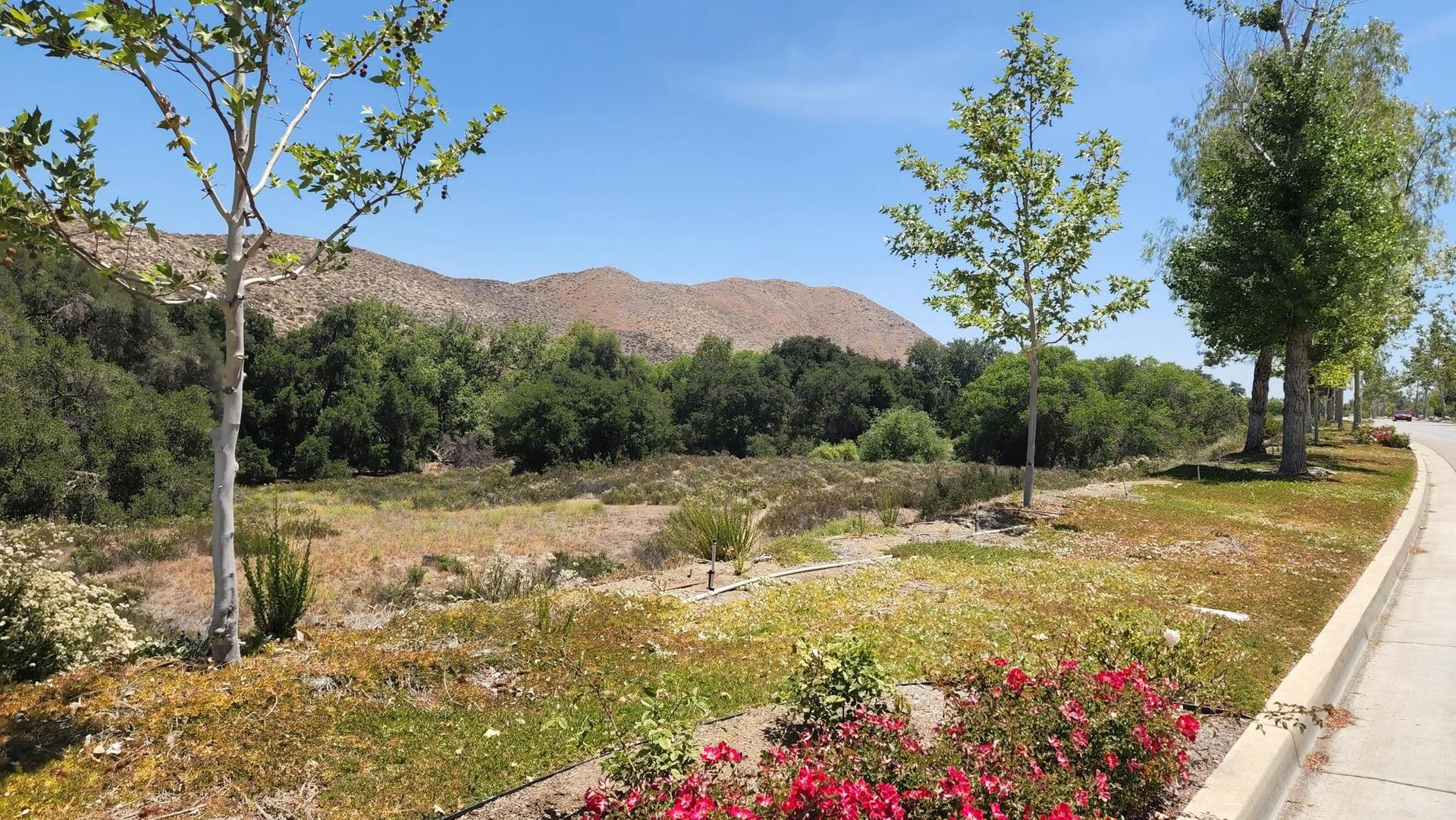 Lush green field with trees, red flowers, and distant hills on a sunny day.