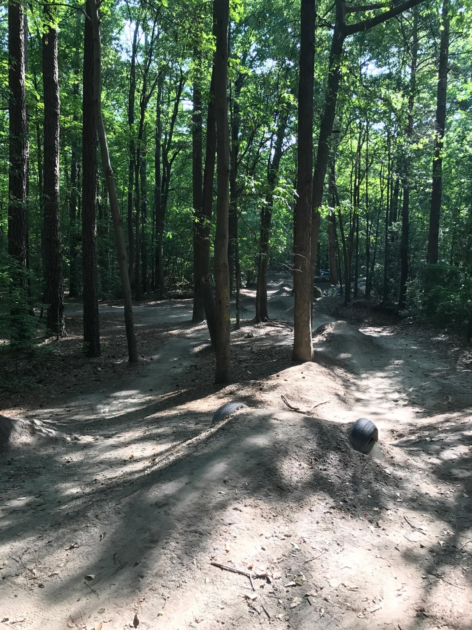 A winding dirt path with small mounds through a sunlit, dense forest. - Indian River Park Trail