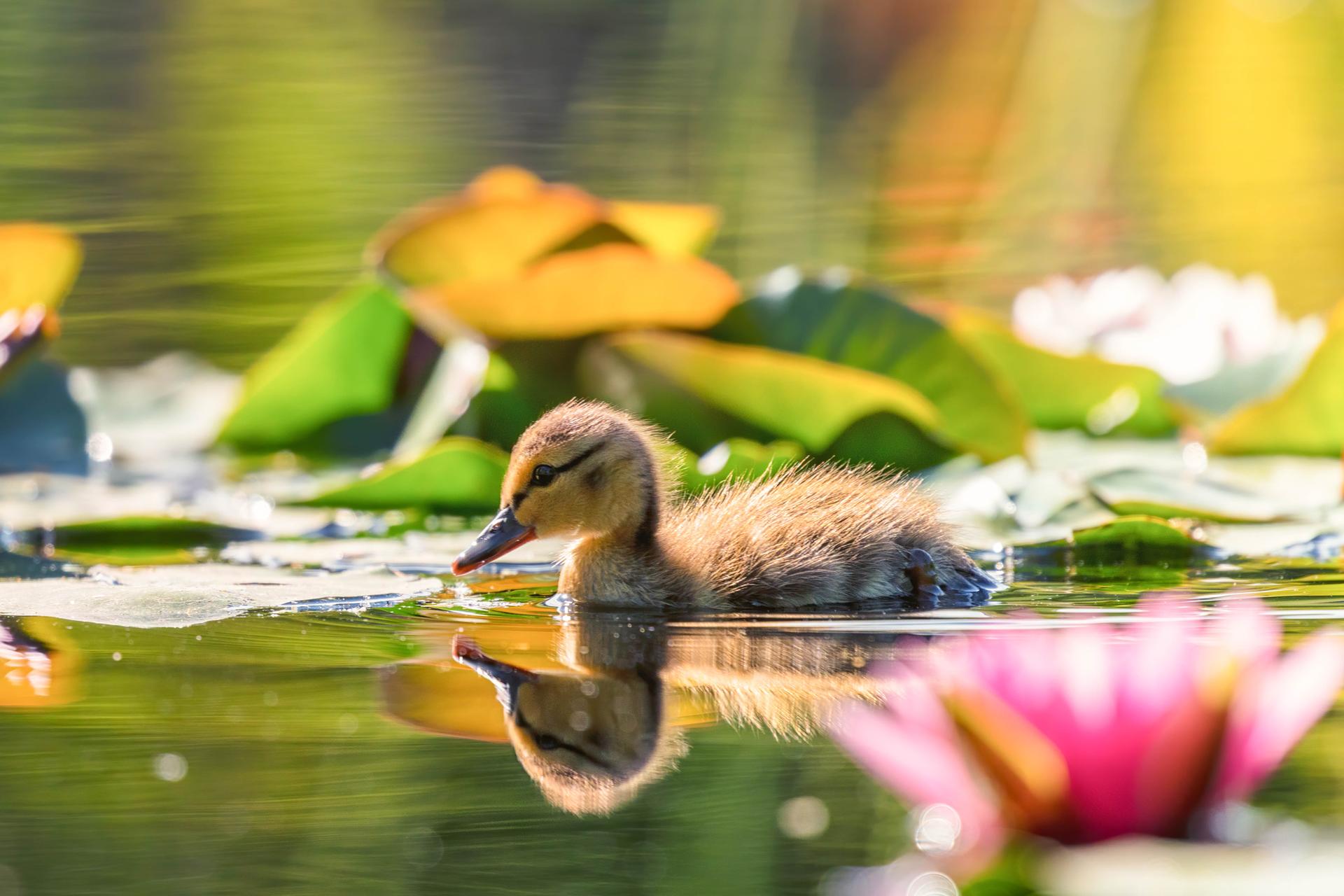 A fluffy duckling swims in bright water among lily pads and a pink water lily.