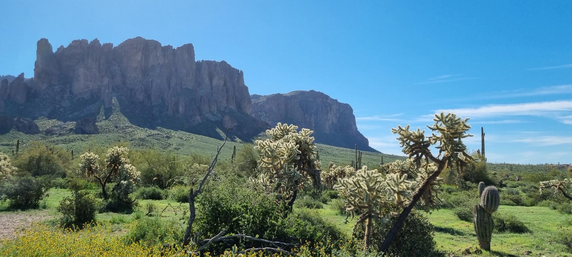 Lush desert landscape with cacti and green shrubs, backed by majestic mountains.