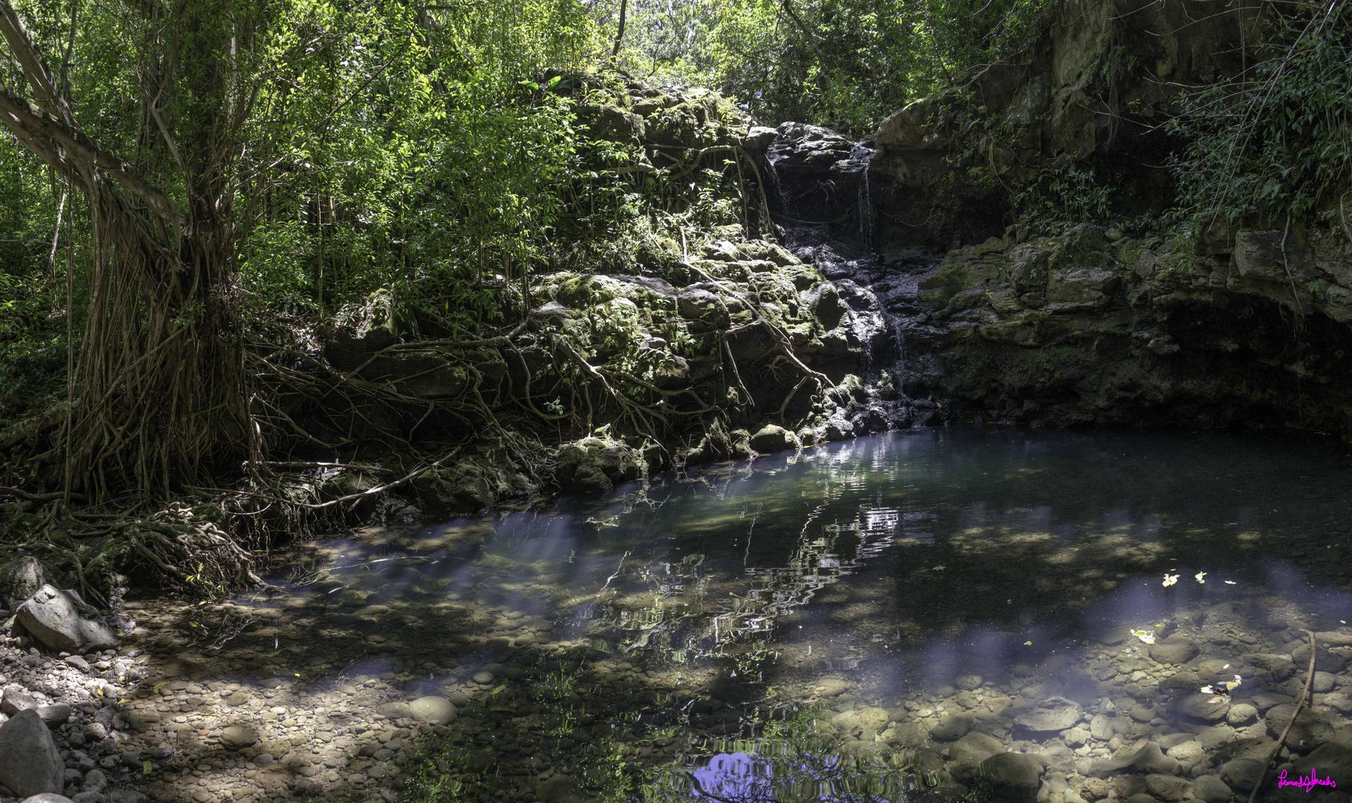 Dappled sunlight on a small waterfall flowing into a clear forest pool.