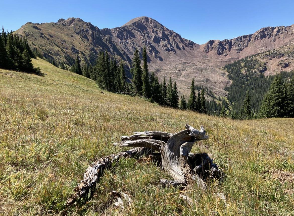 Gnarly tree stump on a sunny, grassy mountain slope with distant peaks.