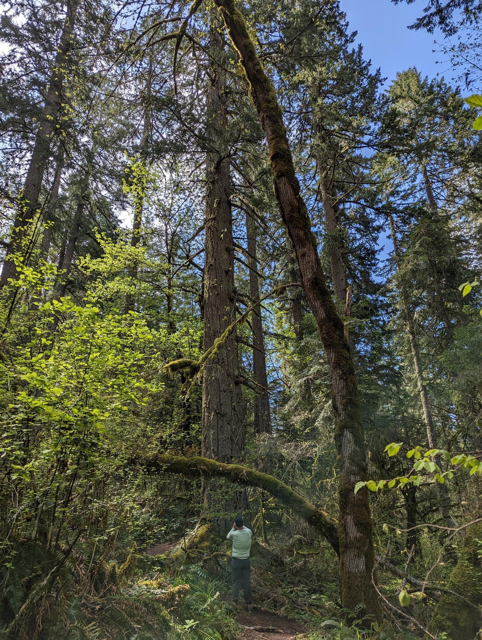 Person on a forest path beneath tall trees and mossy branches.