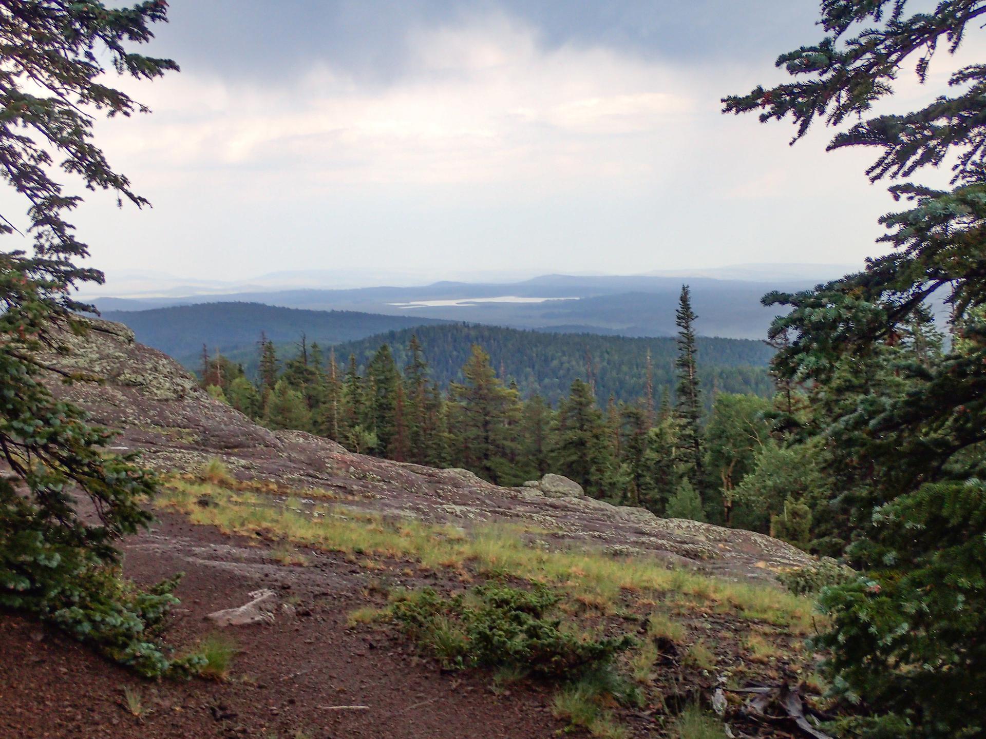 Overcast mountain vista with dense forest, distant water, framed by pine branches.