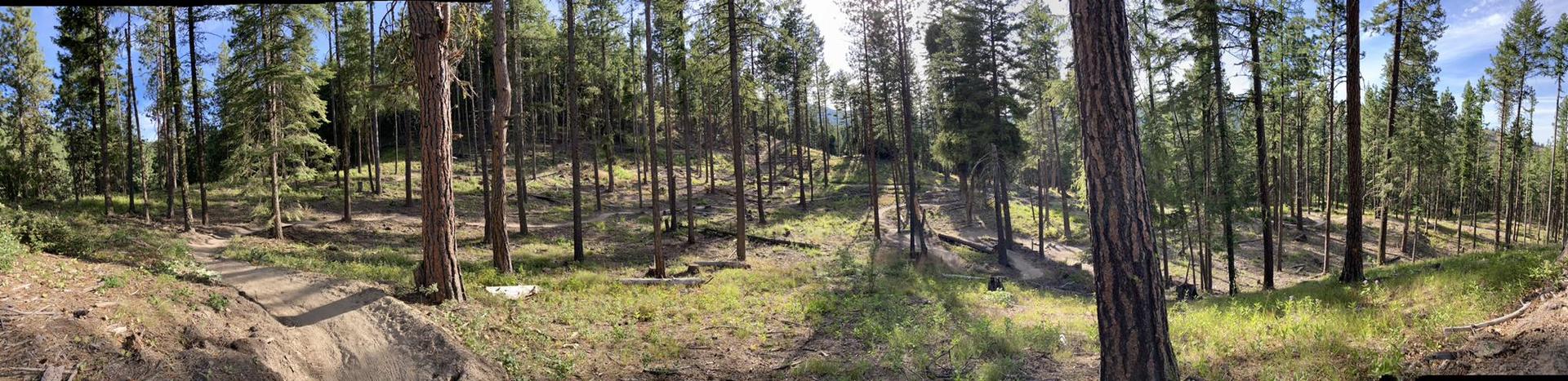 Panoramic view of a sunny pine forest with dirt paths and green undergrowth.