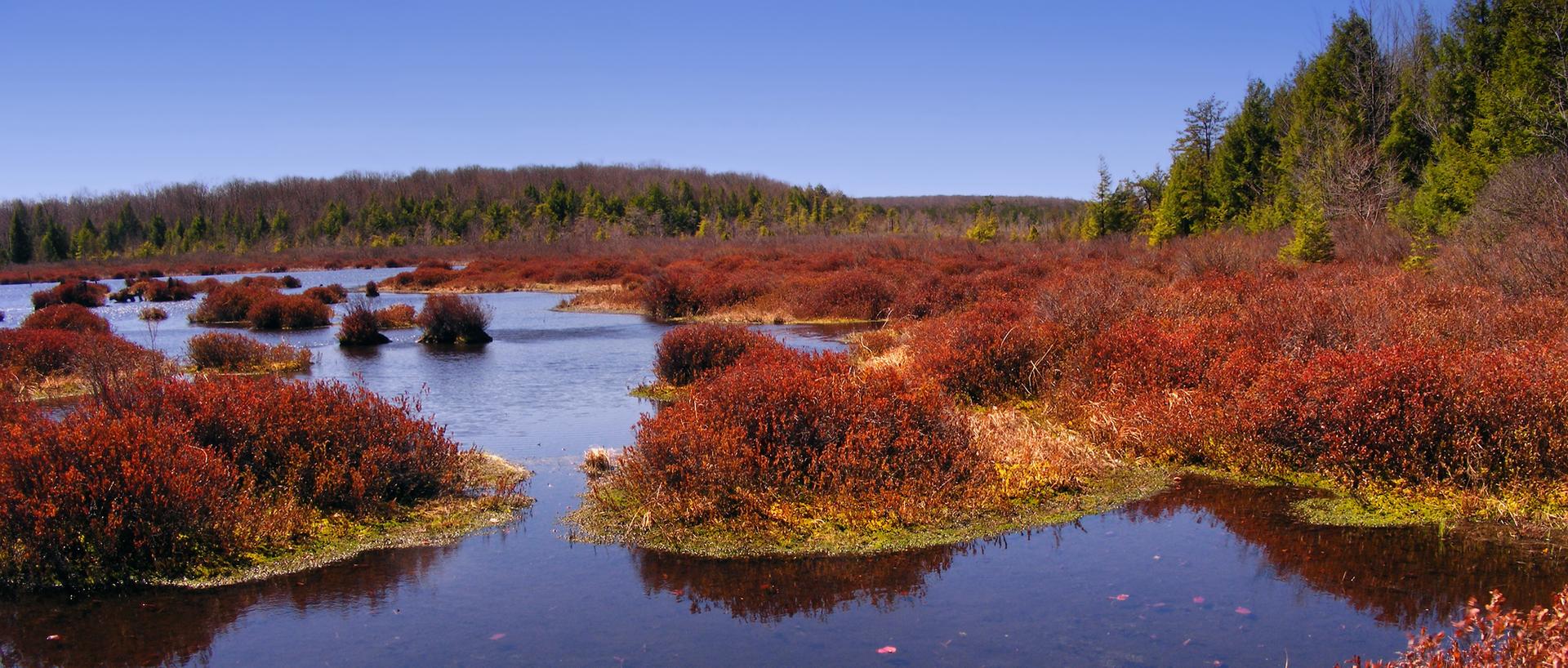 Bright red bushes and water in a sunny marsh landscape.