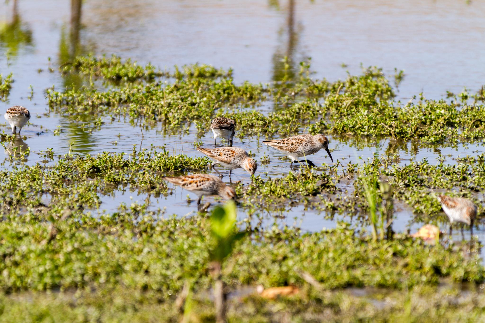Small wading birds forage in shallow water with green plants under bright light.