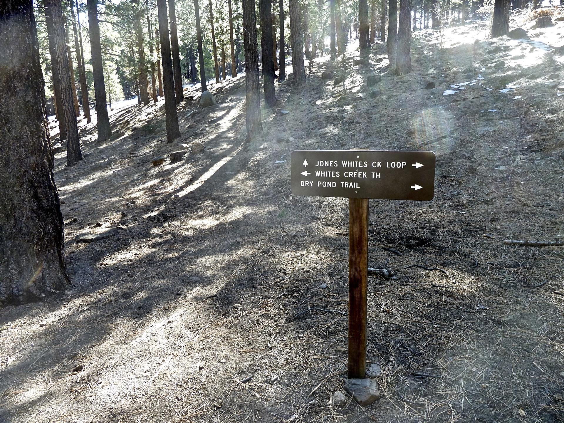 A trail sign stands in a sun-dappled pine forest with patches of snow.