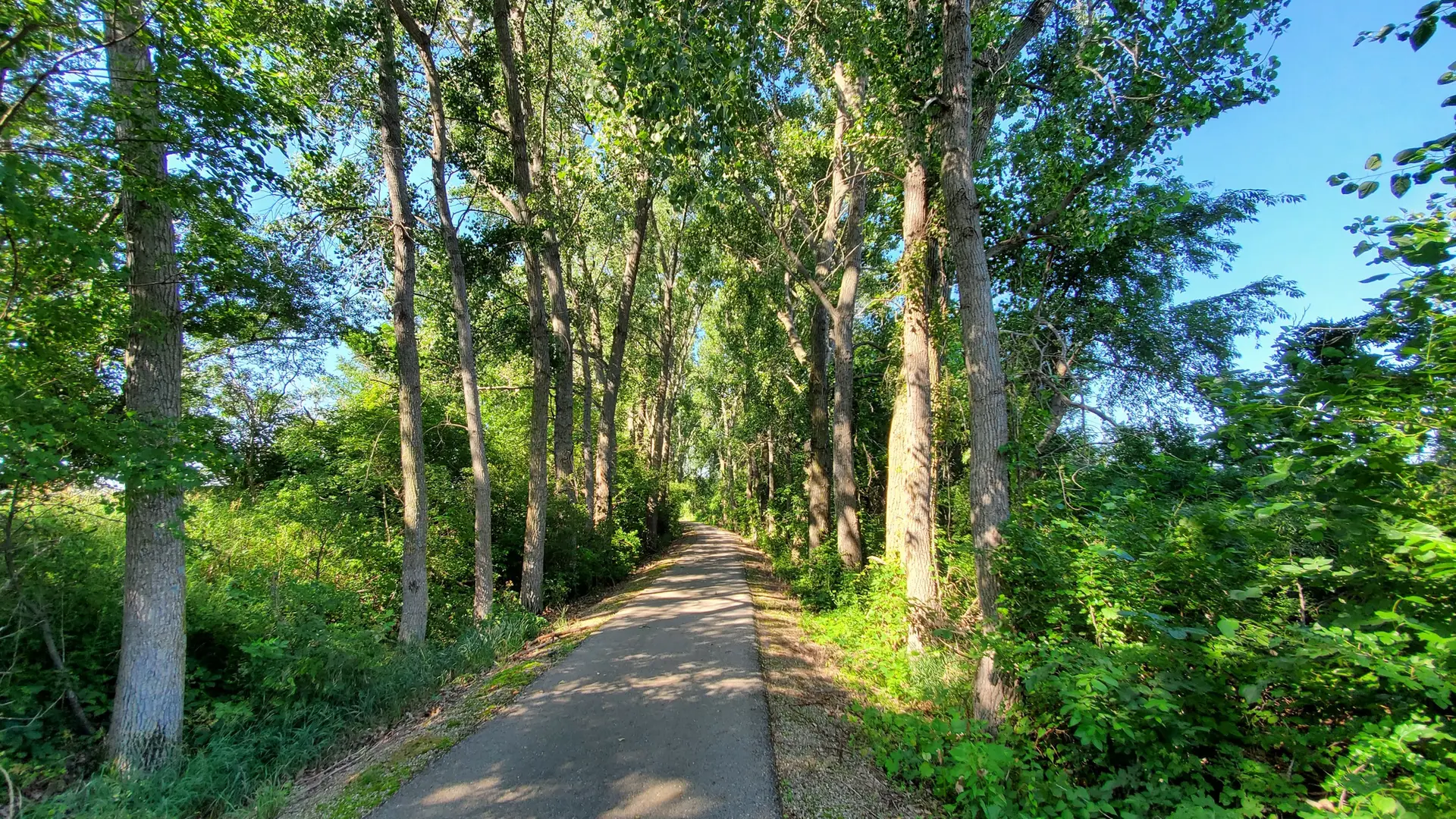 Paved path winding through a tunnel of tall, sunlit green trees.