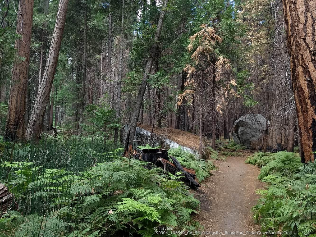 Forest trail with ferns, pine trees, and large boulders.