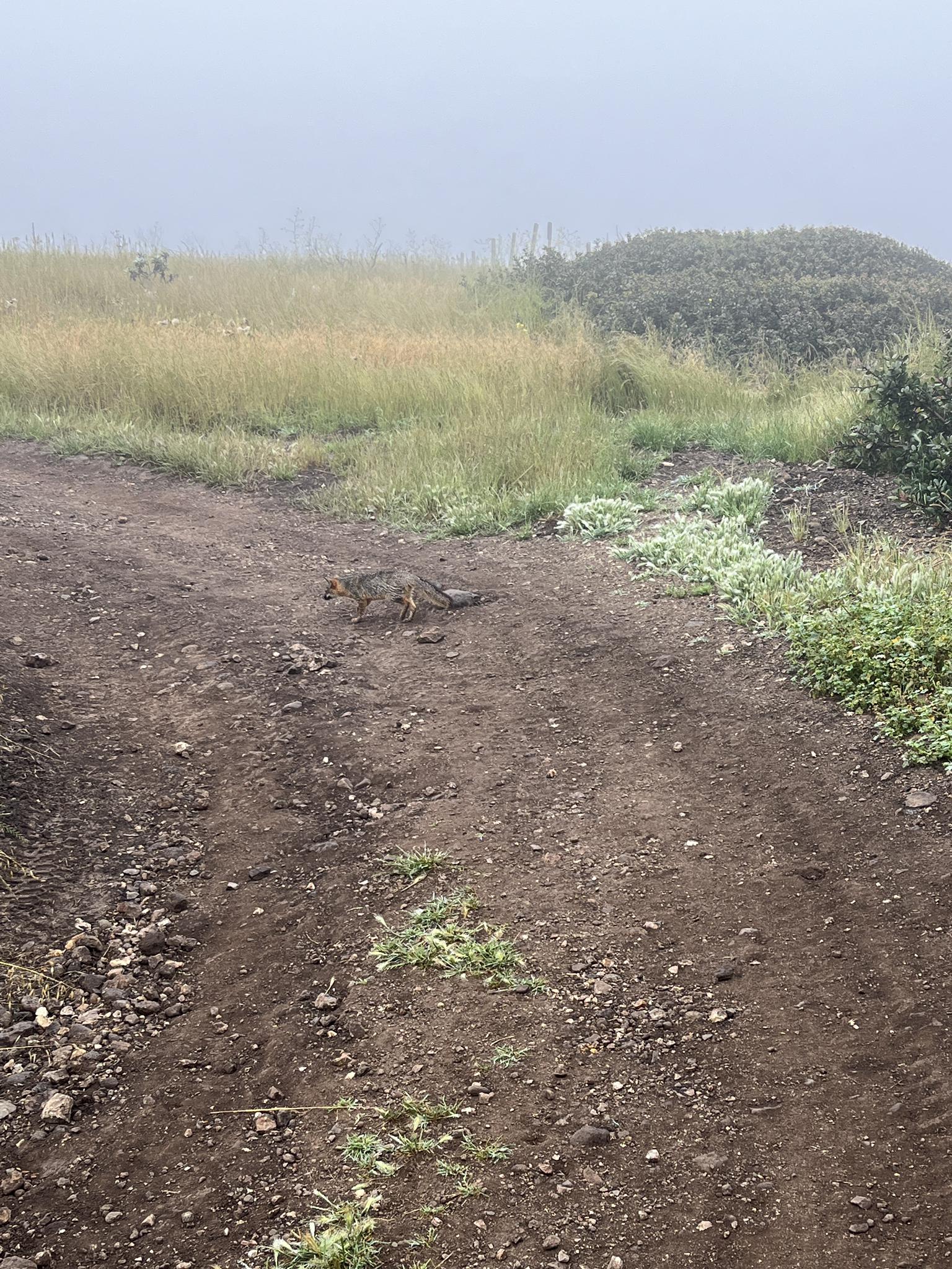 Small animal on a dirt path in a foggy, grassy landscape.