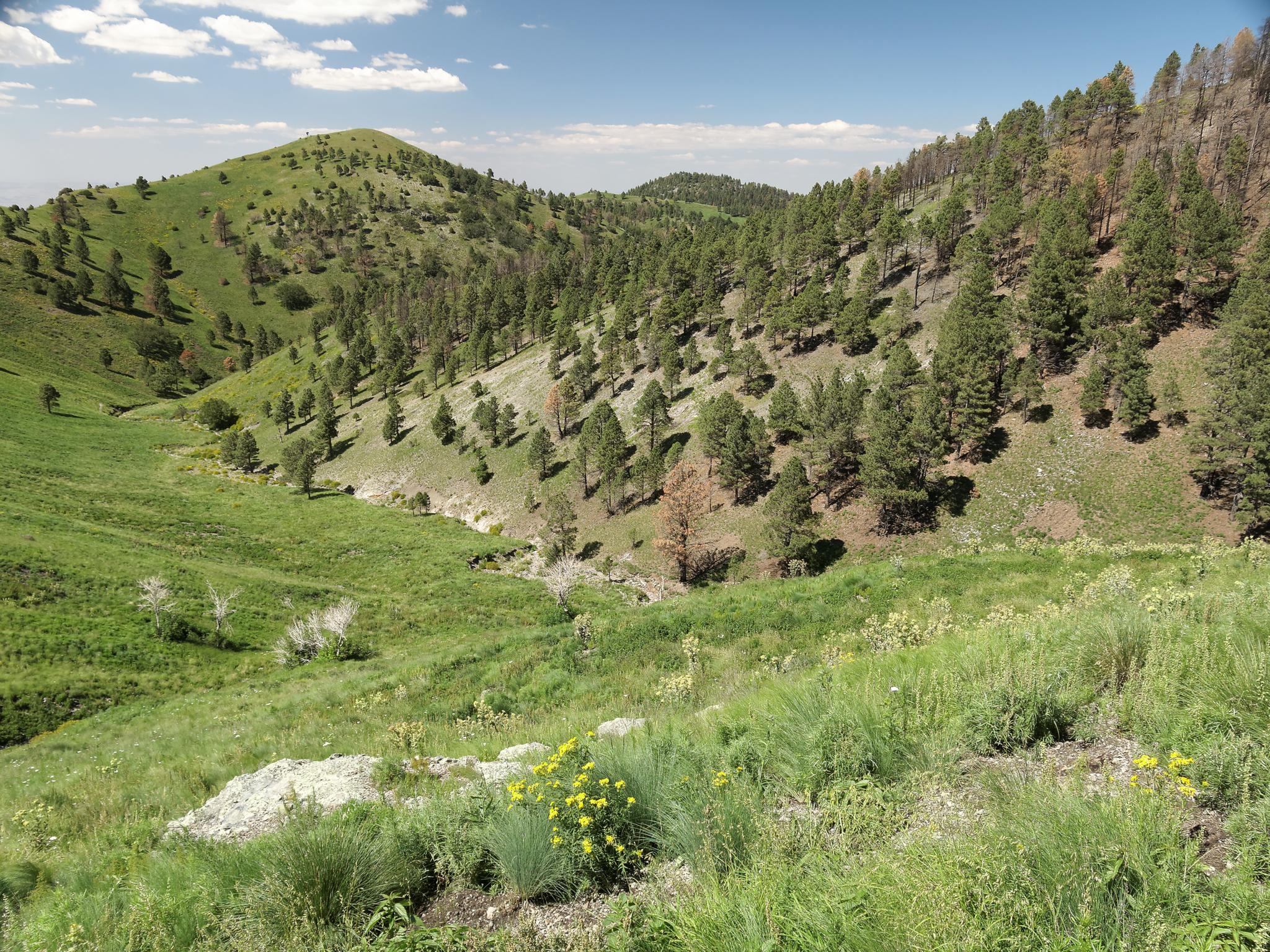 Sunny, wide valley with green hills, scattered pine trees, and wildflowers.