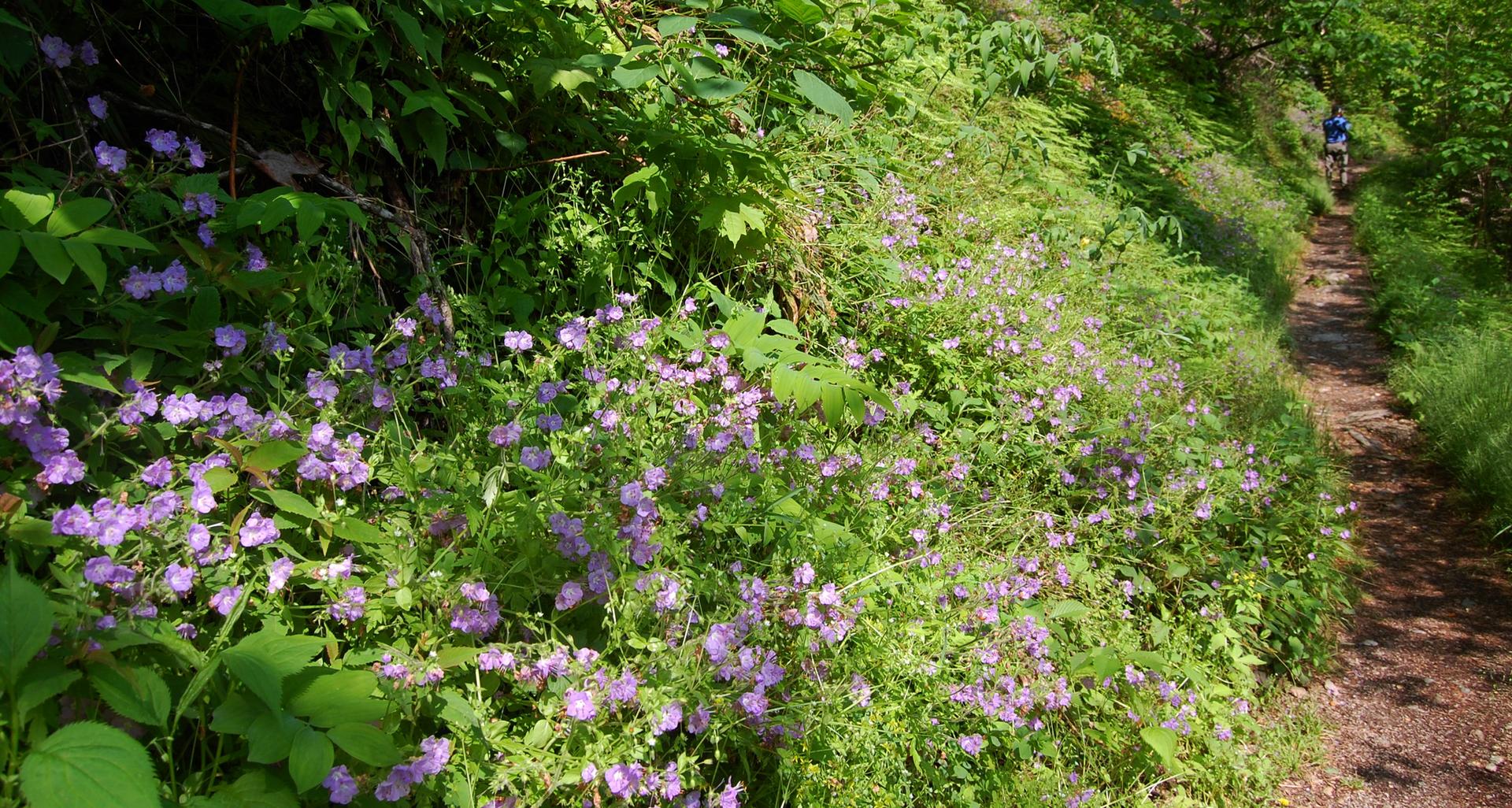 A dirt path alongside a hillside covered in vibrant purple wildflowers, person in distance.