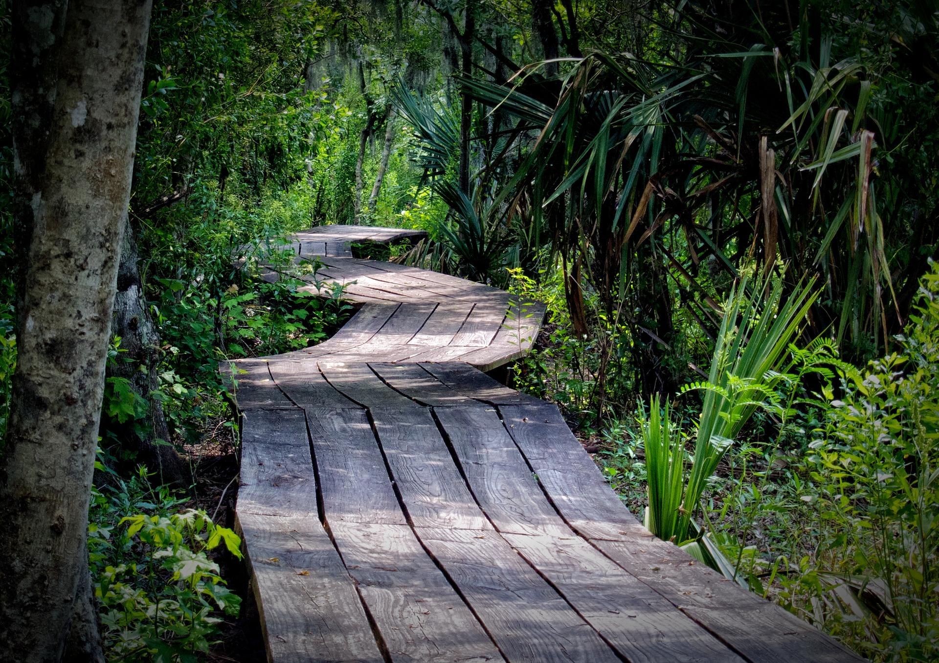 Winding wooden boardwalk through a lush, sun-dappled green forest.