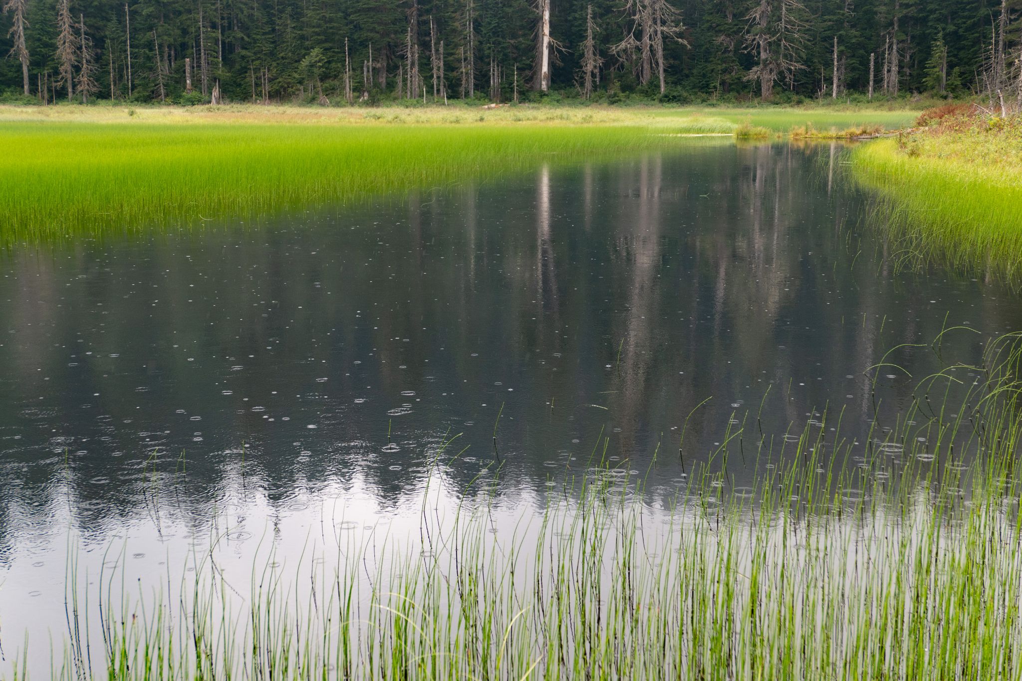 Raindrops on a calm lake surrounded by tall green grass and forest. - Ashland Lakes Trail