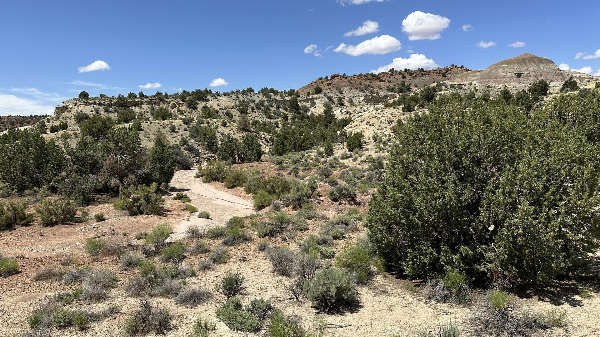 Sunny arid landscape with dirt path, green bushes, and distant hills under blue sky.