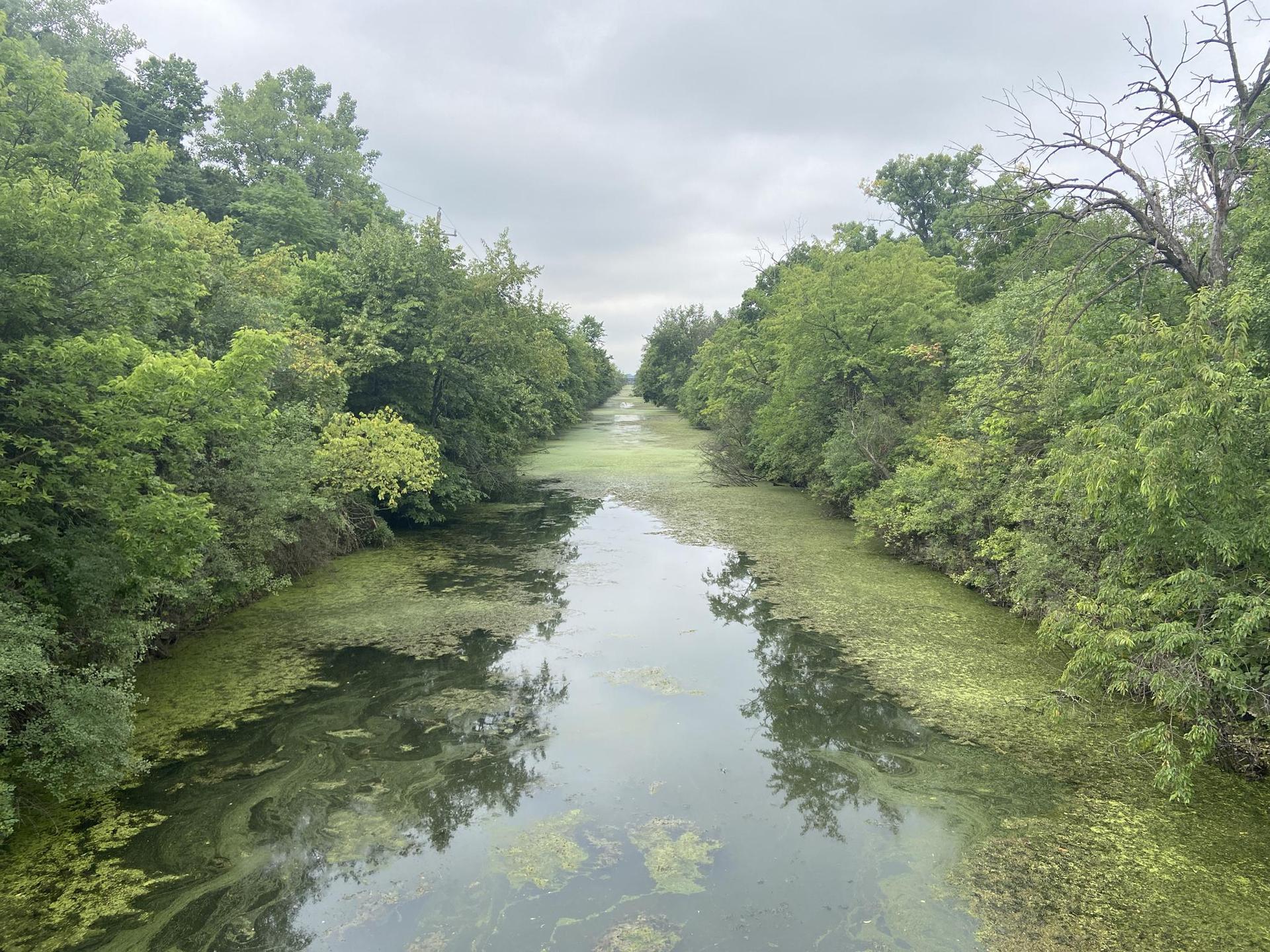 A narrow waterway covered in green algae, flanked by dense green trees.