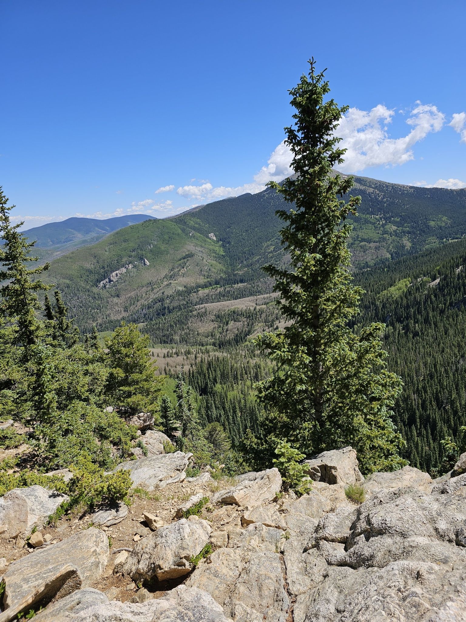 A tall evergreen tree overlooks a vast, forested mountain valley on a sunny day. - Santa Fe Overlook and Lake Peak Loop