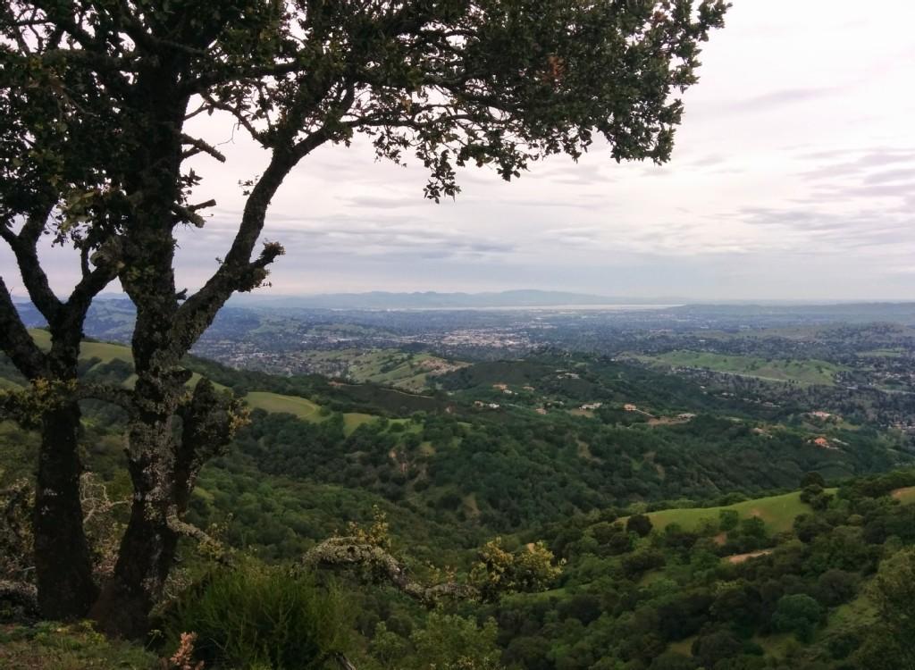 Tree frames a view of green hills, a valley, and a hazy distant city.