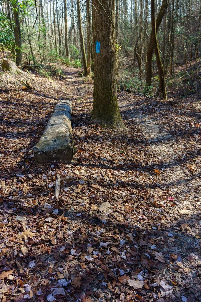 A sunlit forest path with a fallen log and a tree marked blue.