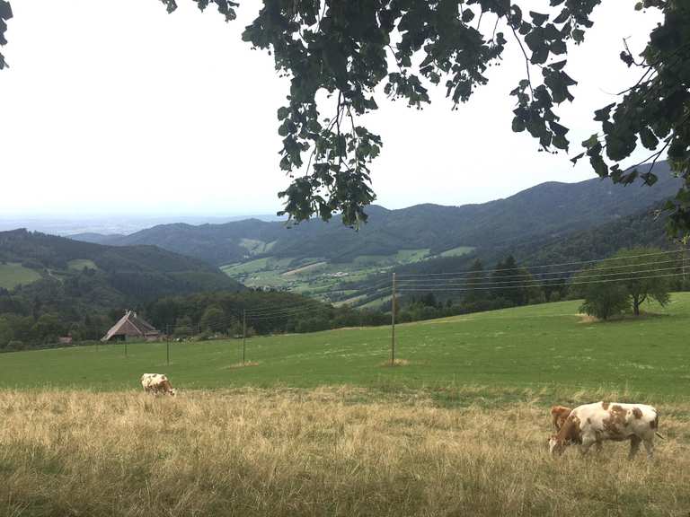 Rastplatz Wanderungen und Rundwege komoot