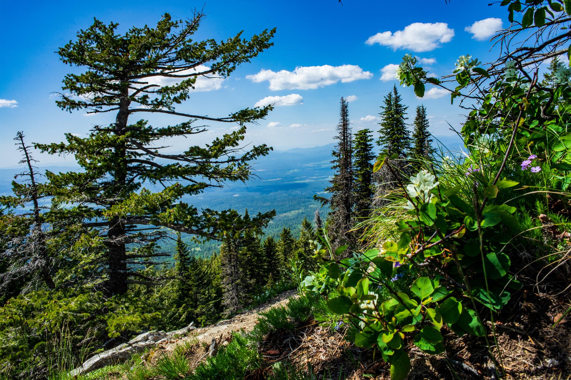 Sunny mountain view with pine trees, green foliage, and distant valley under blue sky.