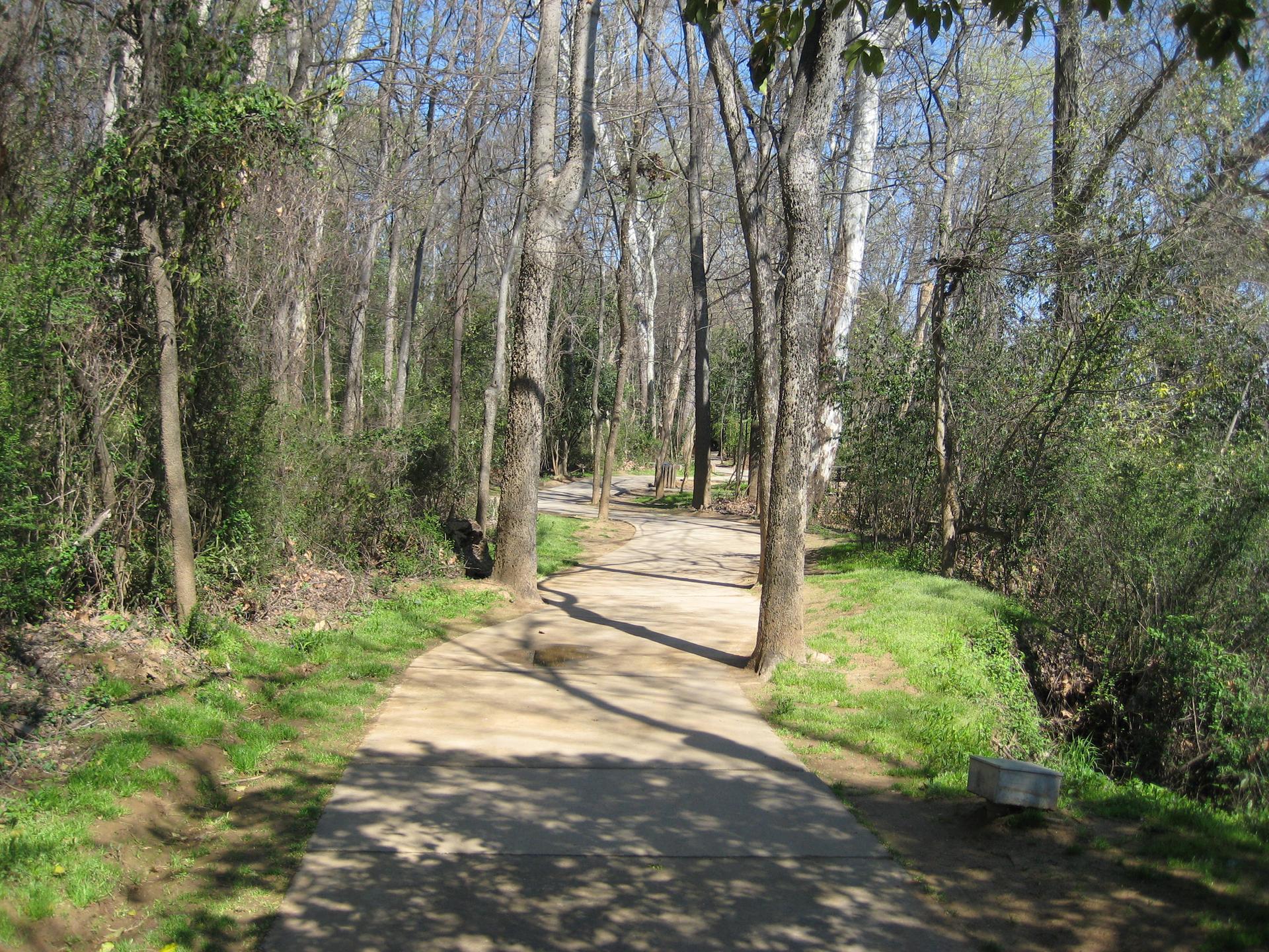 Paved path winding through a forest with tall trees and dappled sunlight.