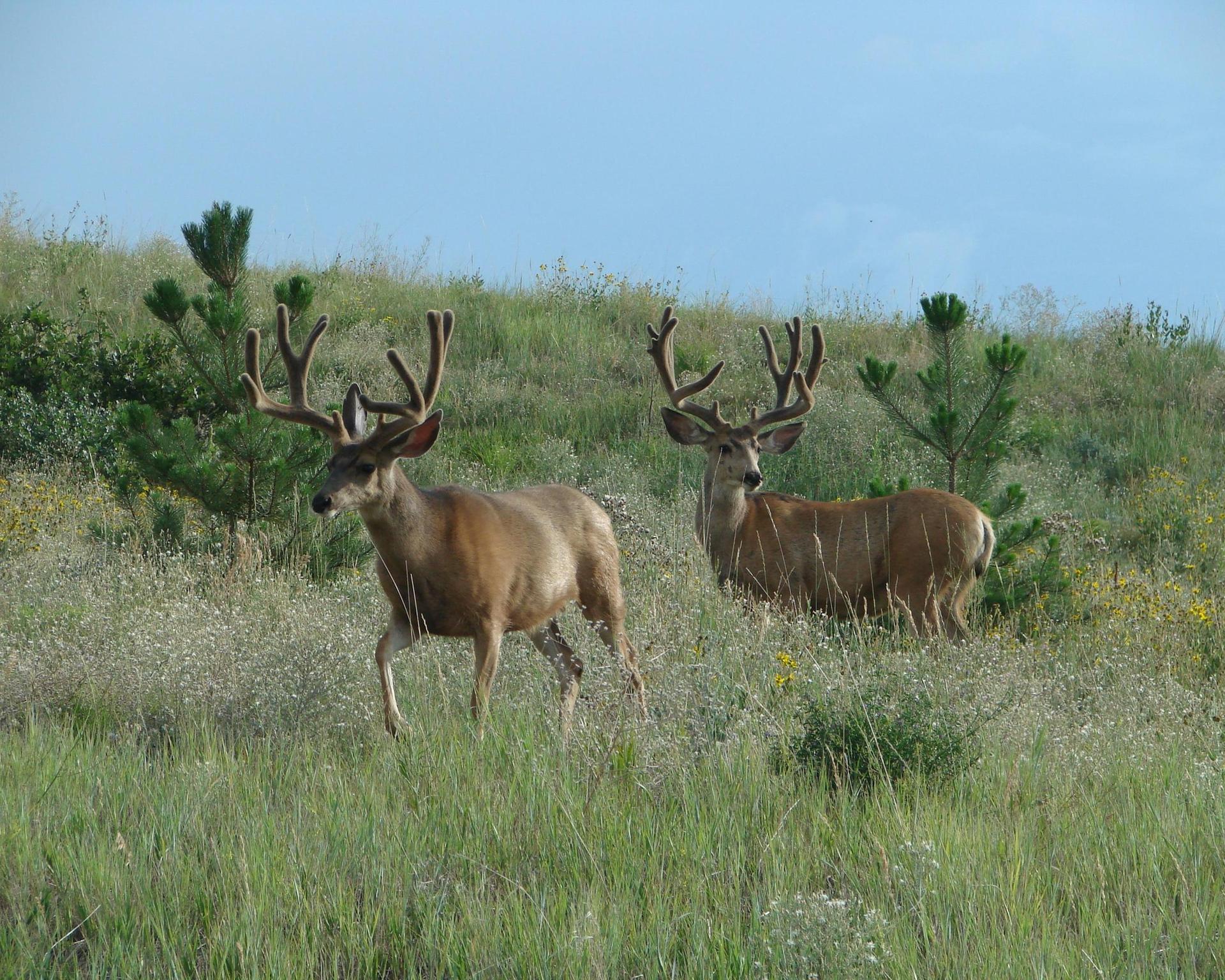 Two large antlered deer stand on a sunny, grassy hillside.