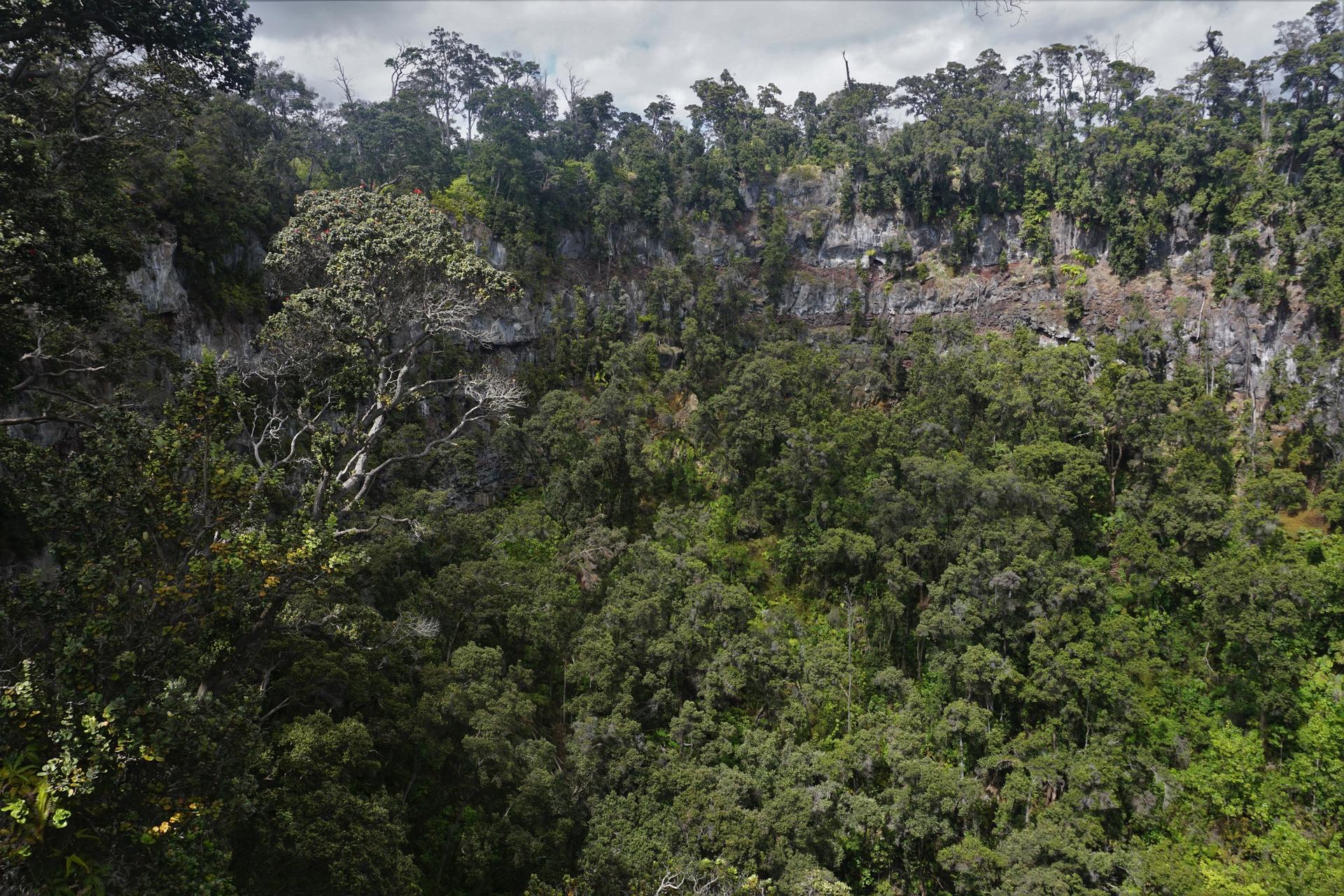 Dense green forest covers a steep, rocky cliff under an overcast sky.