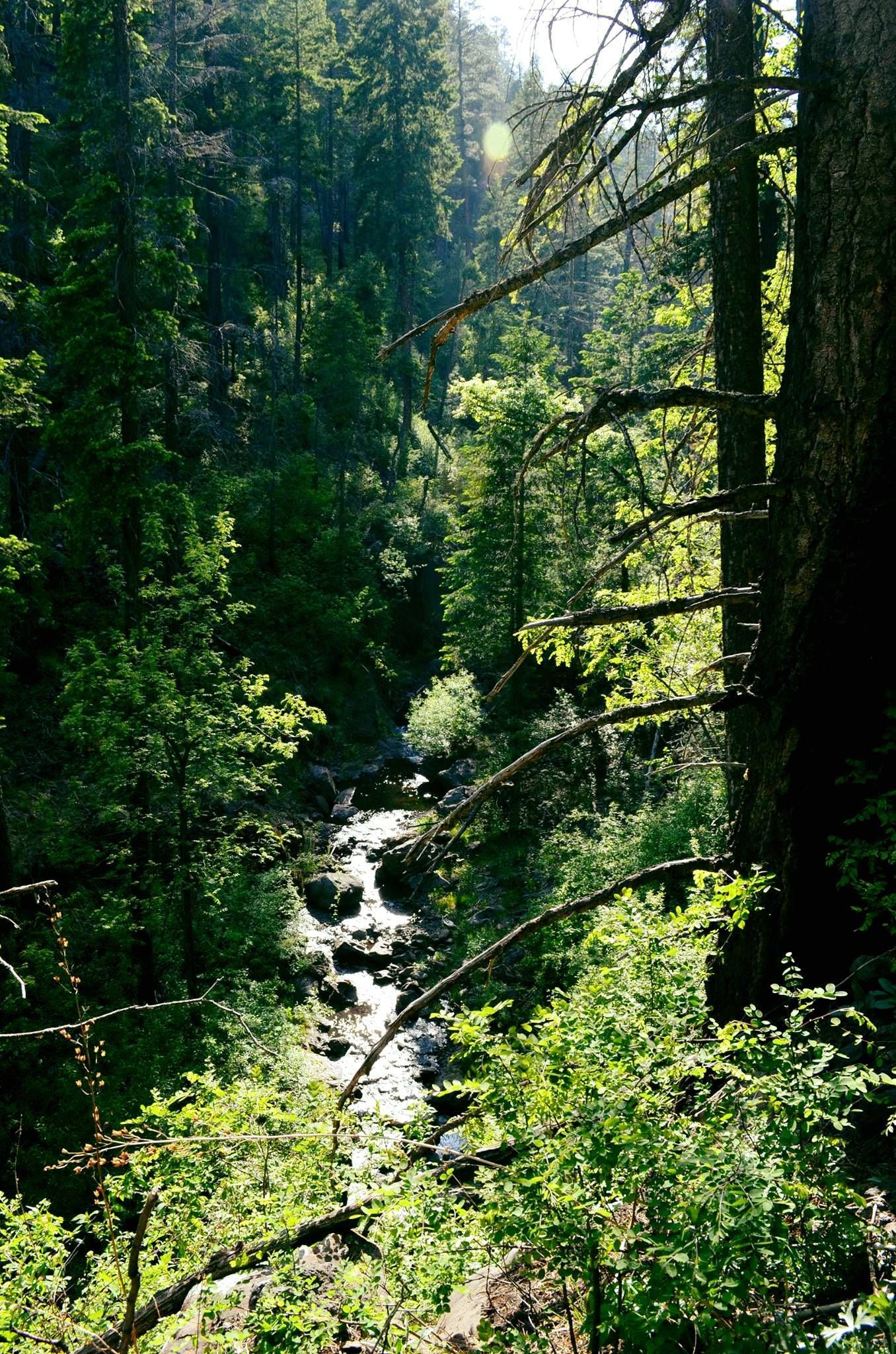 Bright sunlight illuminates a rocky stream winding through a lush, green forest. - KP Trail #70