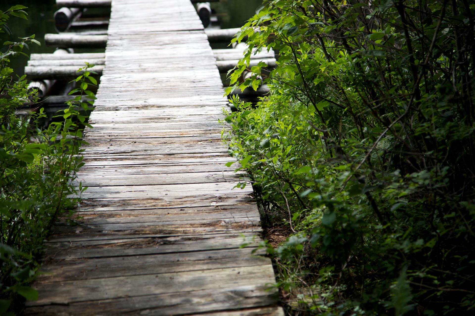A weathered wooden boardwalk extends through dense green bushes under natural light.