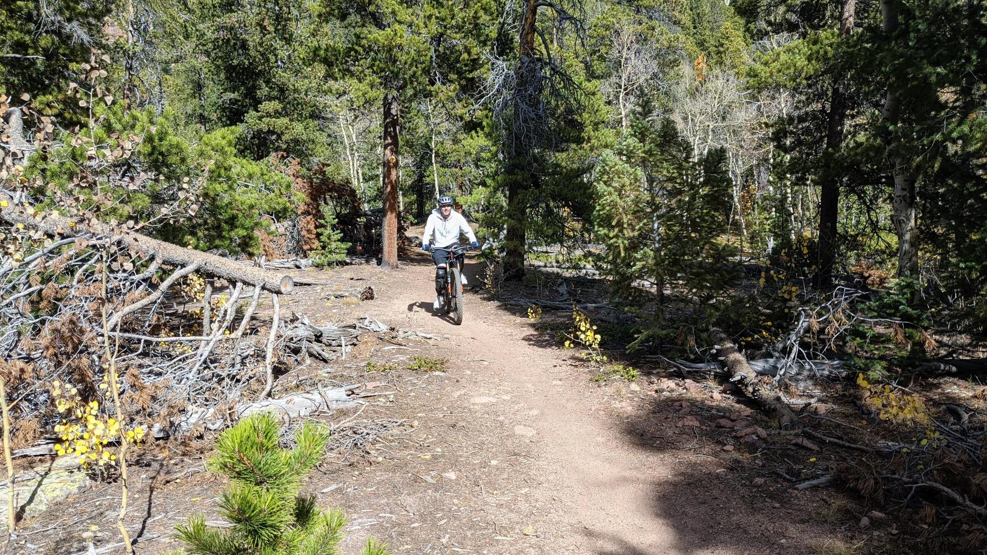 Person on a mountain bike riding a dirt trail through a sunny forest.