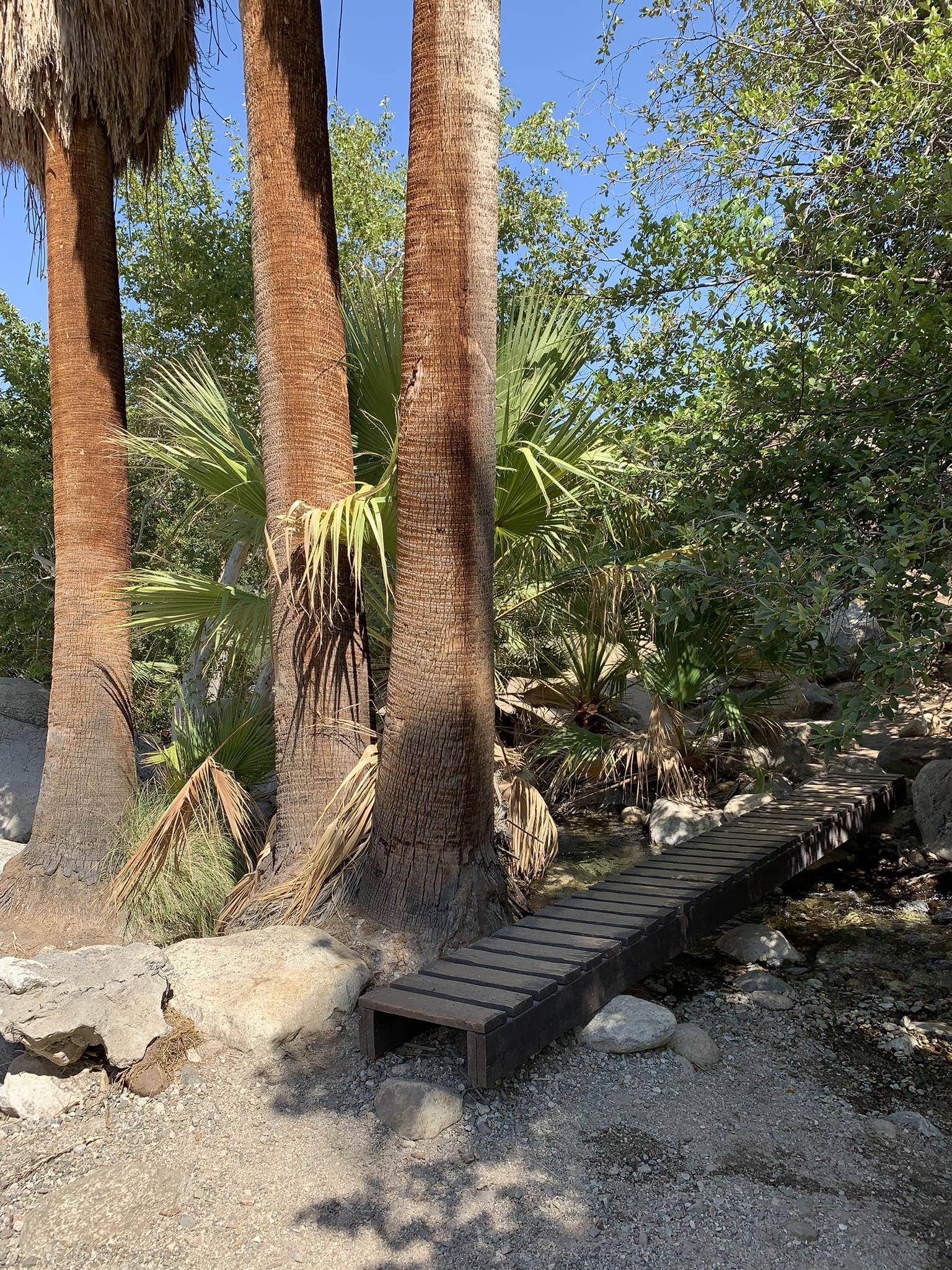 A small wooden bridge crosses a stream between large palm tree trunks.