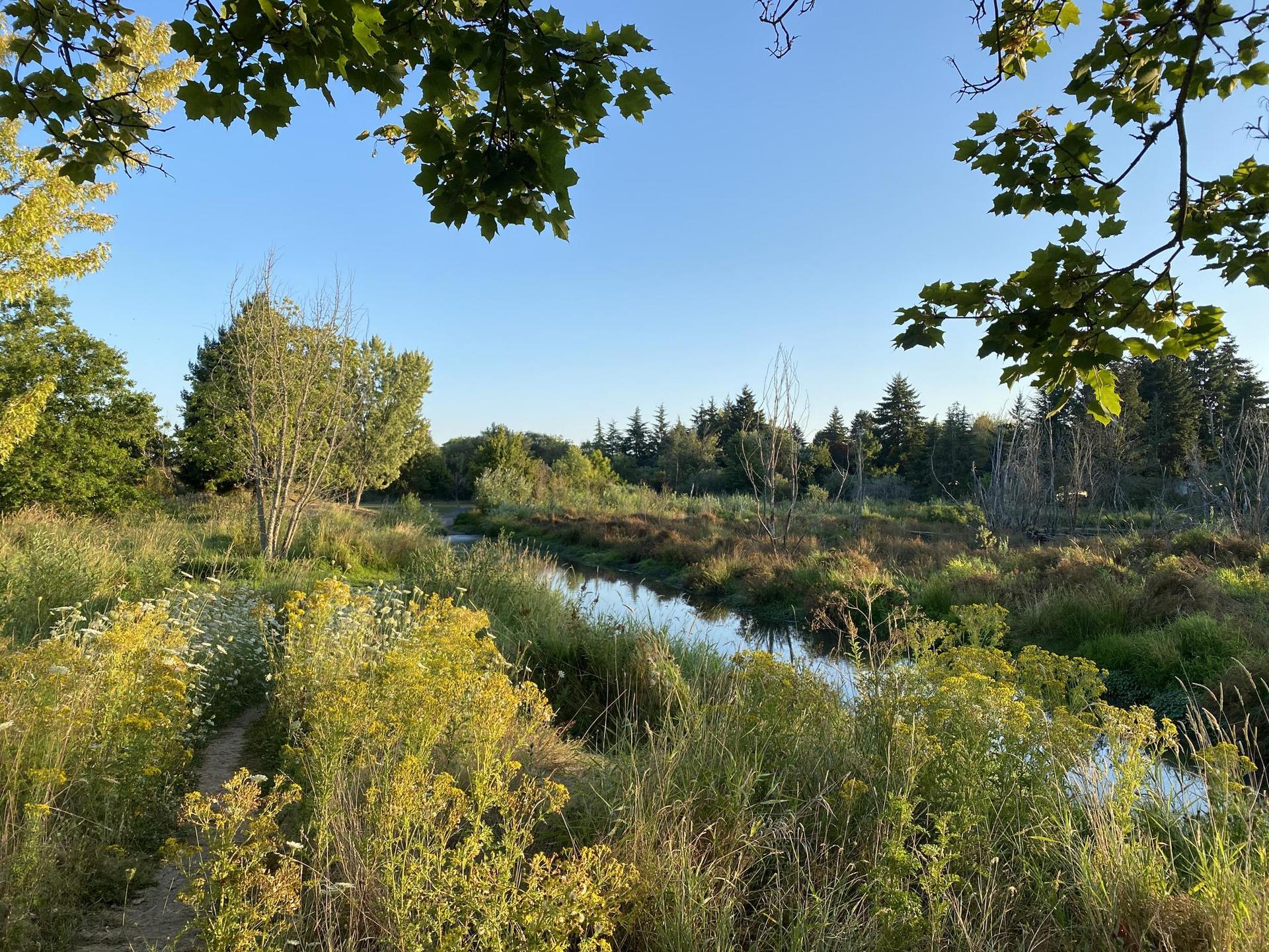 Narrow stream winding through a sunny, overgrown meadow with trees.