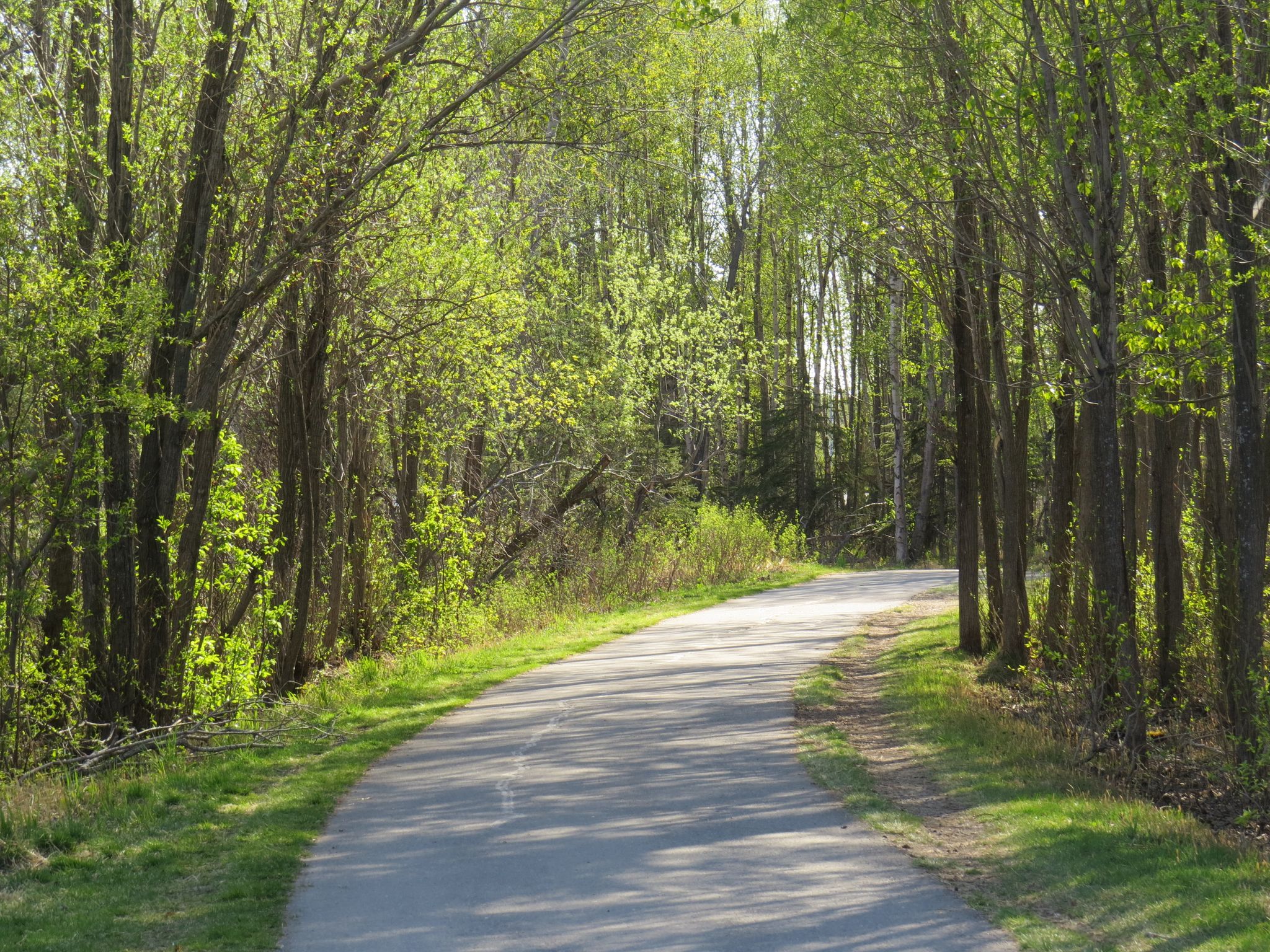 Paved path winding through a sunlit forest with lush green trees. - Campbell Creek Trail