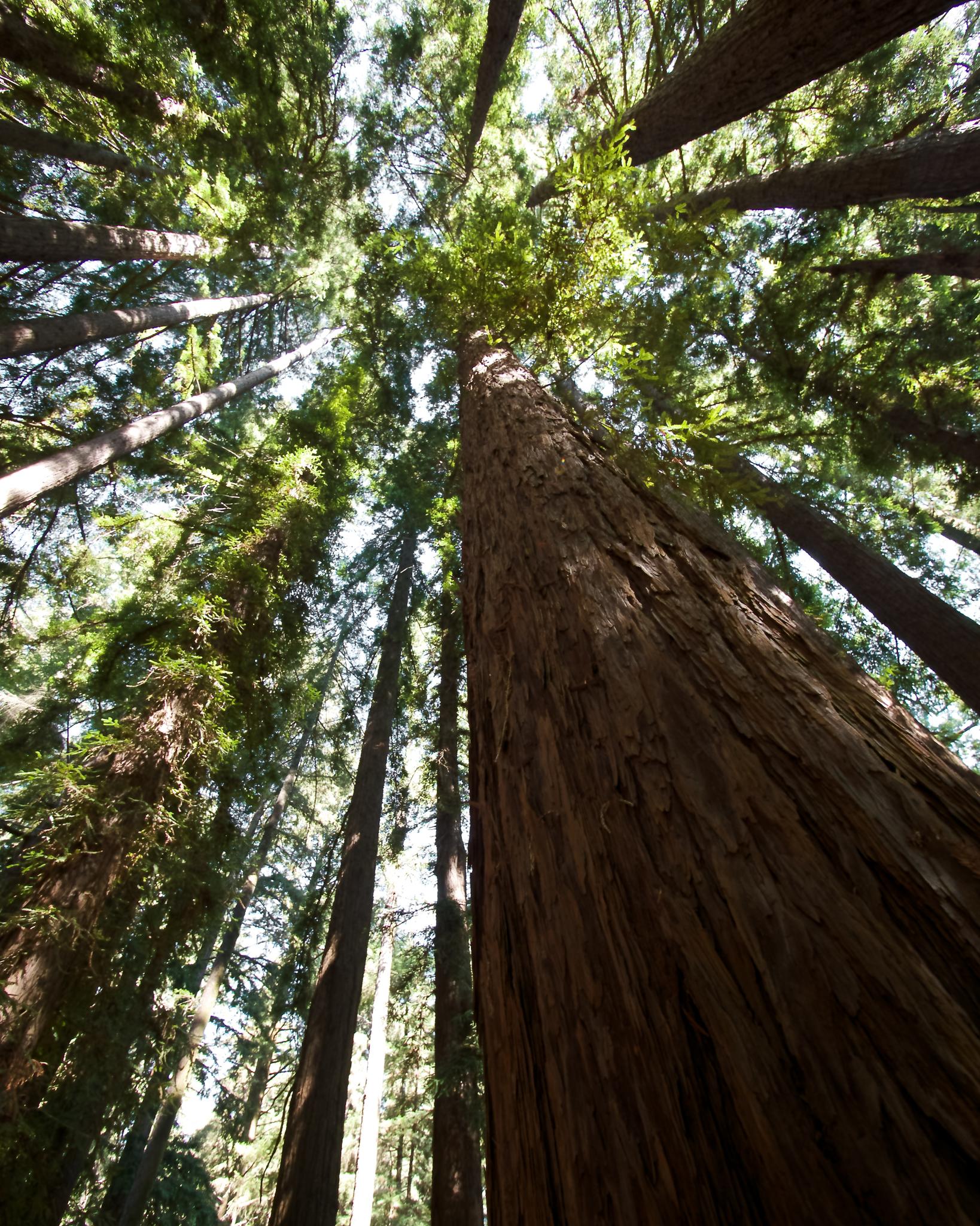 Looking up at towering tree trunks reaching towards a bright green canopy.