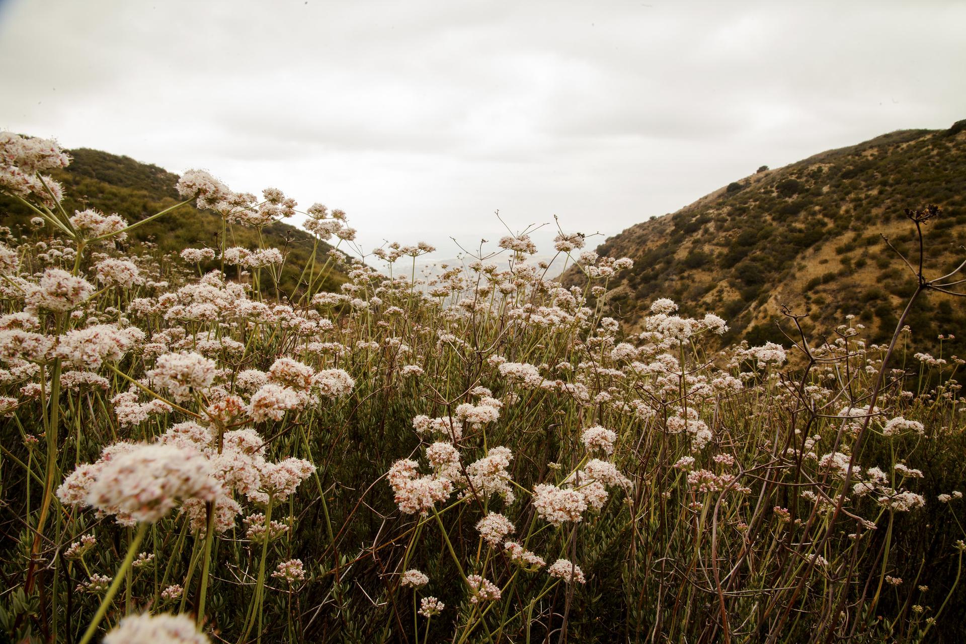 Close-up of white wildflowers in a valley under an overcast sky.