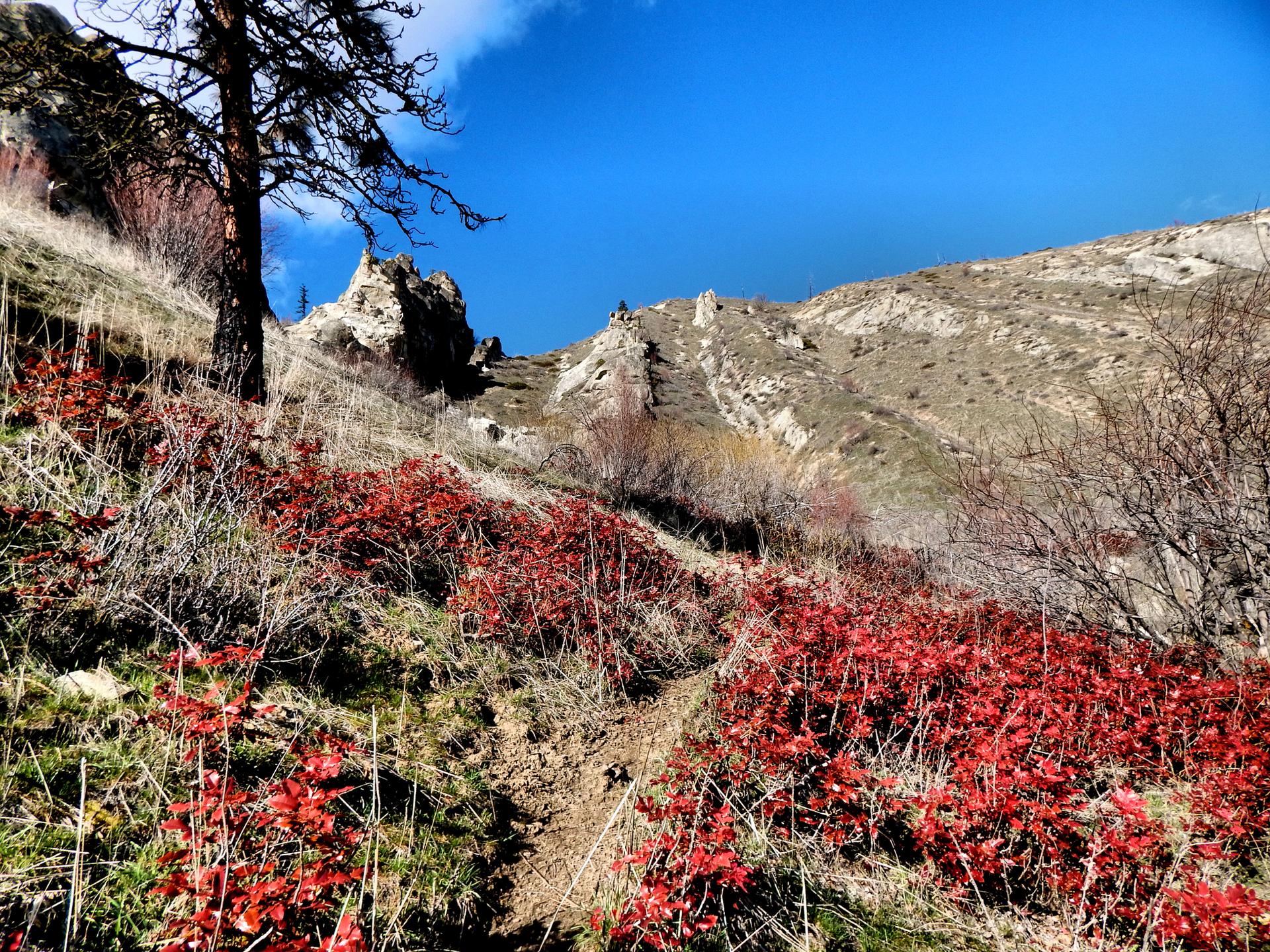 A narrow trail through vibrant red bushes on a steep, rocky hillside.