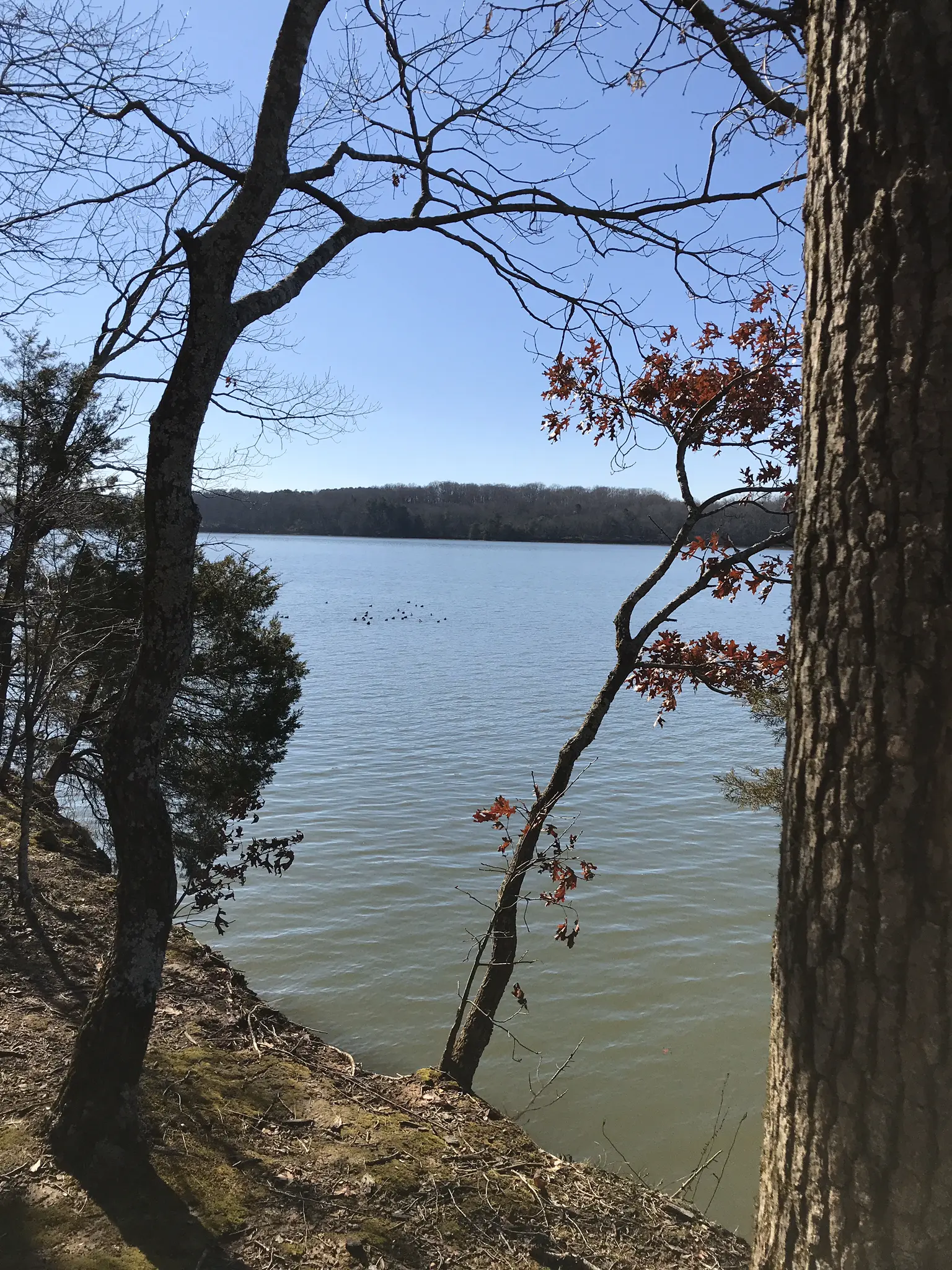 Clear day over water, framed by trees with some red leaves.