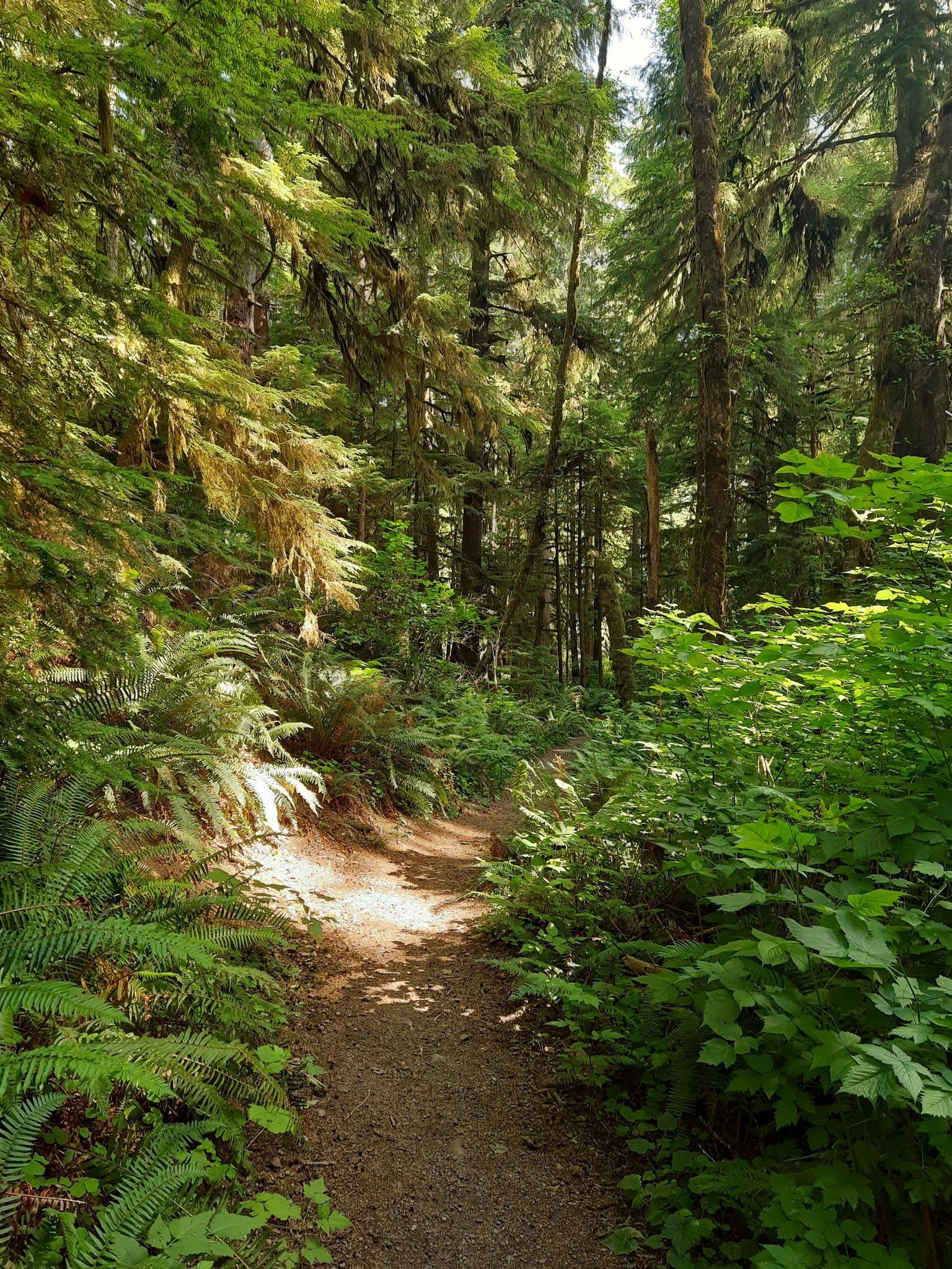 A sun-dappled dirt path winds through a dense, green, fern-filled forest.
