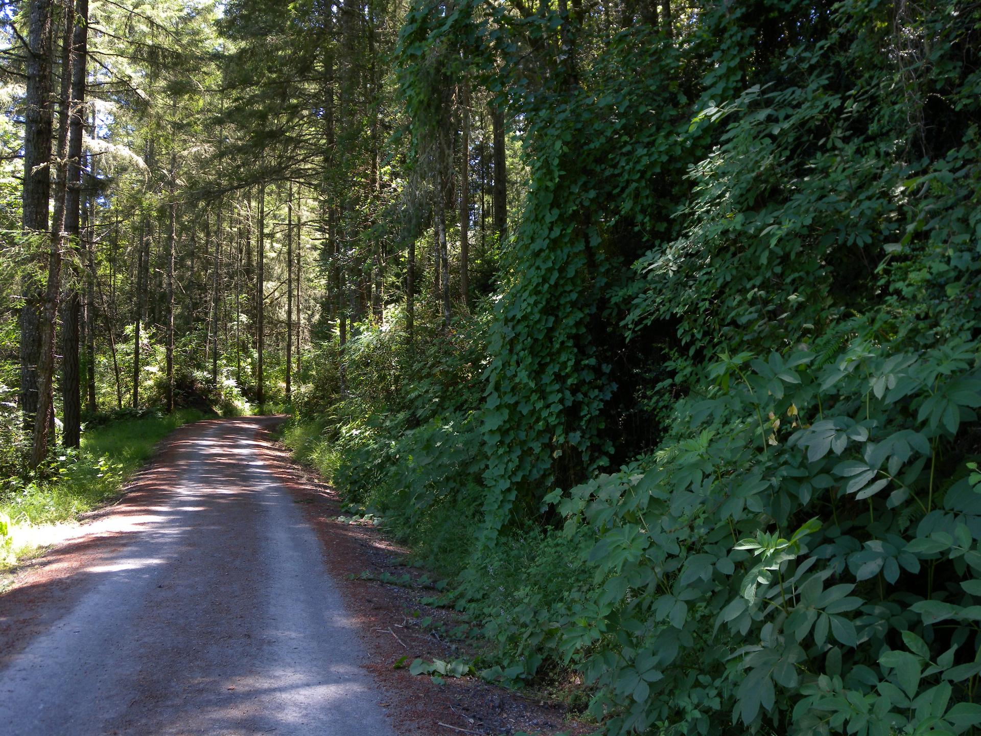 A wide dirt road cuts through a sunlit forest of tall, green trees.