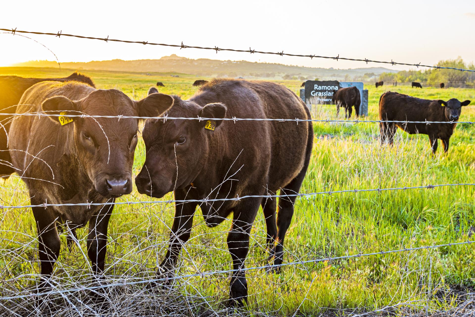 Close-up of two brown cows behind a fence in a golden hour field.
