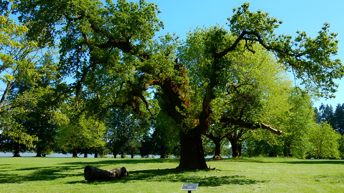 An ancient, gnarled tree with green leaves in a sunlit grassy field.