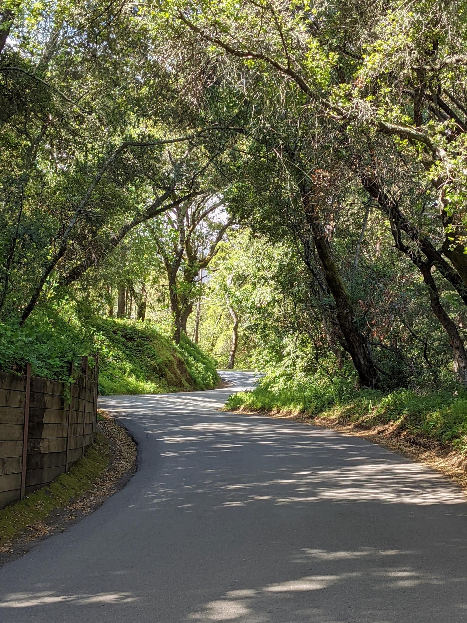 Shady, winding paved road through a lush green forest on a sunny day. - La Honda & Skyline Ridge loop from Mountain View