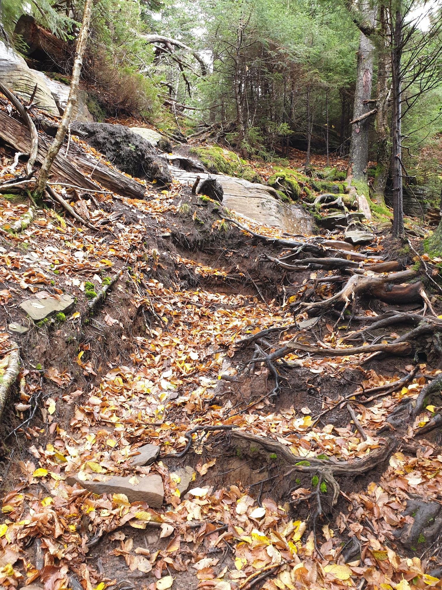 Uphill forest trail with exposed roots and rocks, covered in fall foliage.